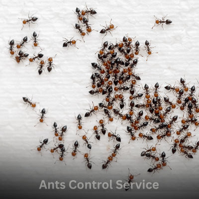 Ants control